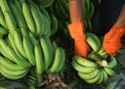 banana-ripening-chamber