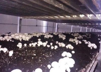 mushroom raping chamber